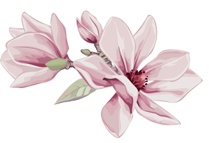 Magnolia